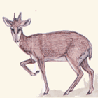 DIK DIK