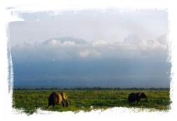 Savana